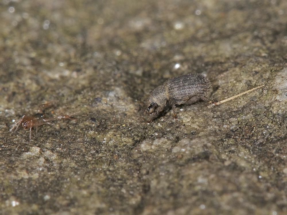 Trachyphloeus aristatus? (Curculionidae)